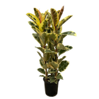 Ficus Elastica Tineke Struik Everspring