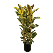 Ficus Elastica Tineke Struik Everspring