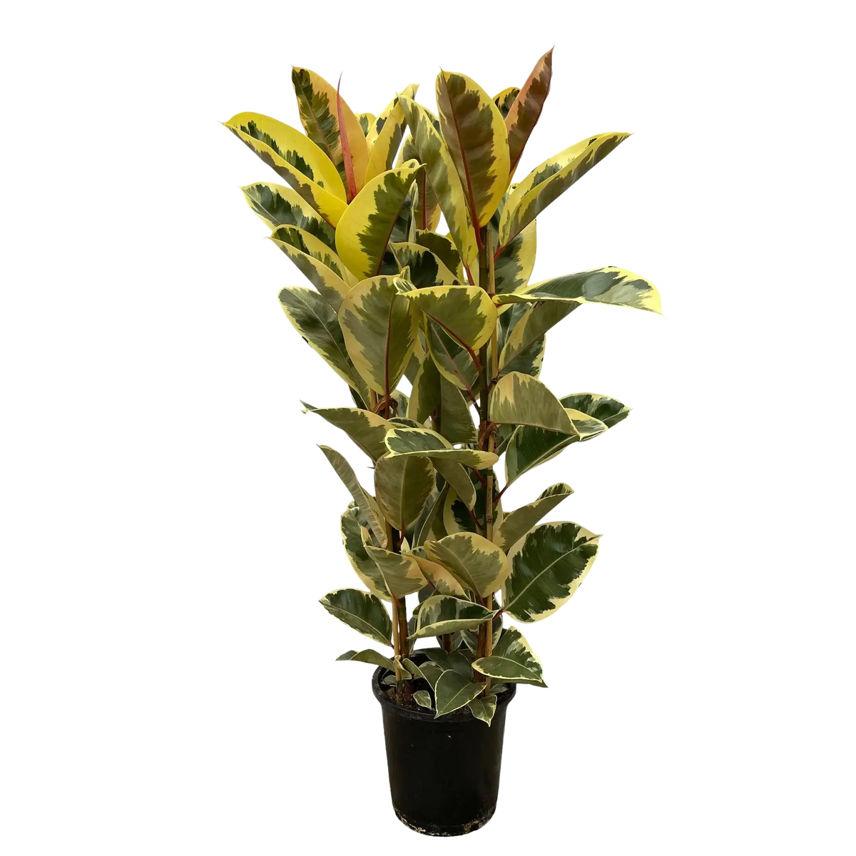 Ficus Elastica Tineke Struik Everspring