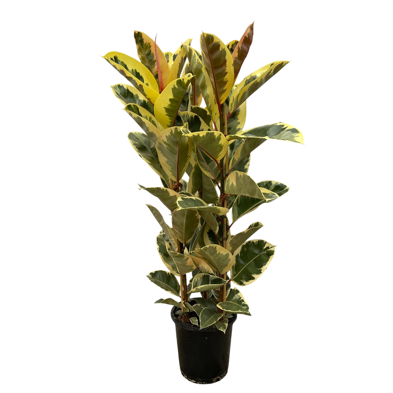 Ficus Elastica Tineke Struik