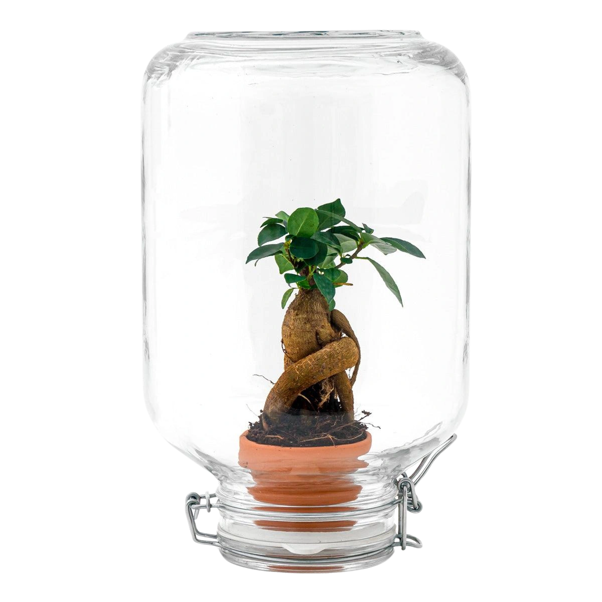 Ficus Ginseng bonsai - Easyplant Jar