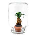 Ficus Ginseng bonsai - Easyplant Jar