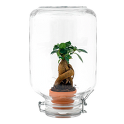 Ficus Ginseng bonsai - Easyplant Jar
