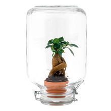 Ficus Ginseng bonsai - Easyplant Jar