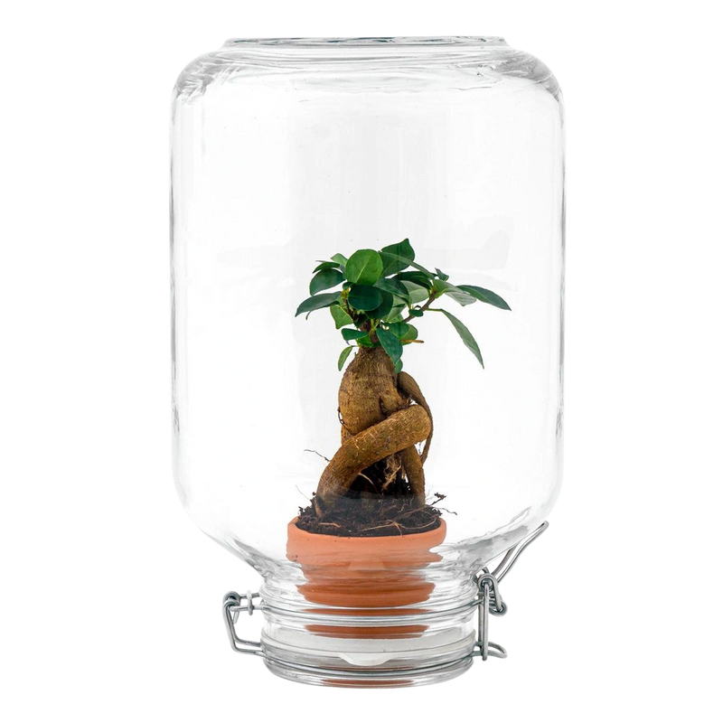 Ficus Ginseng bonsai - Easyplant Jar