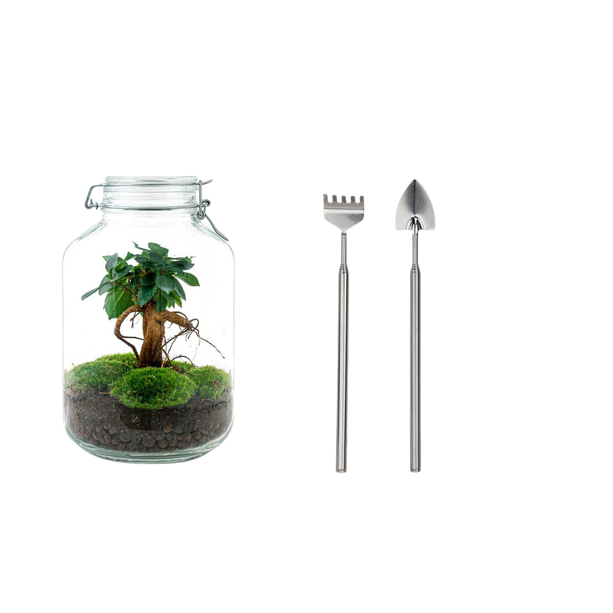 Ficus Ginseng bonsai Terrarium Jar