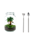 Ficus Ginseng bonsai Terrarium Jar