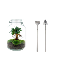 Ficus Ginseng bonsai Terrarium Jar