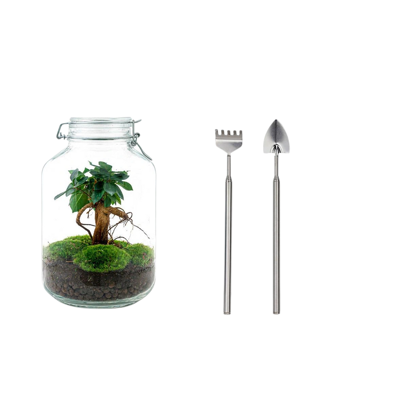Ficus Ginseng bonsai Terrarium Jar