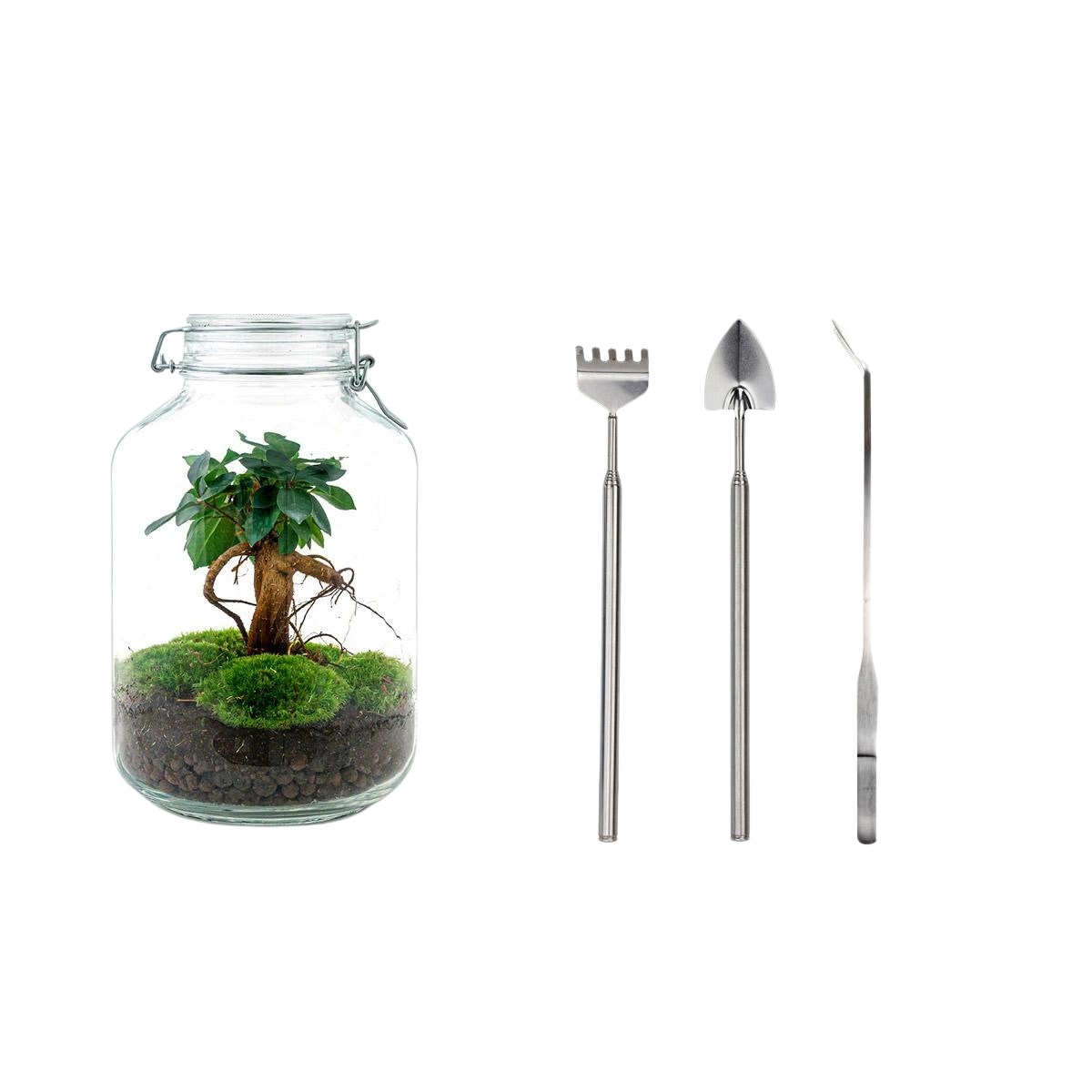 Ficus Ginseng bonsai Terrarium Jar