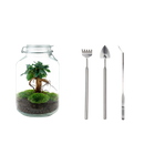 Ficus Ginseng bonsai Terrarium Jar
