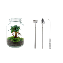 Ficus Ginseng bonsai Terrarium Jar