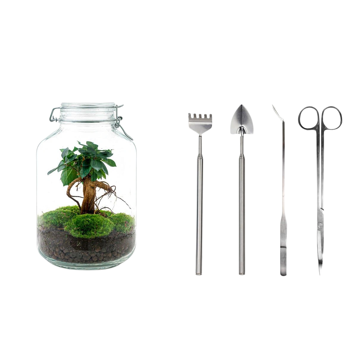 Ficus Ginseng bonsai Terrarium Jar