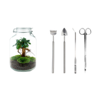 Ficus Ginseng bonsai Terrarium Jar