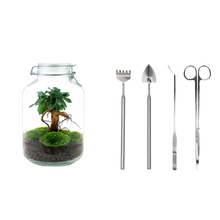 Ficus Ginseng bonsai Terrarium Jar