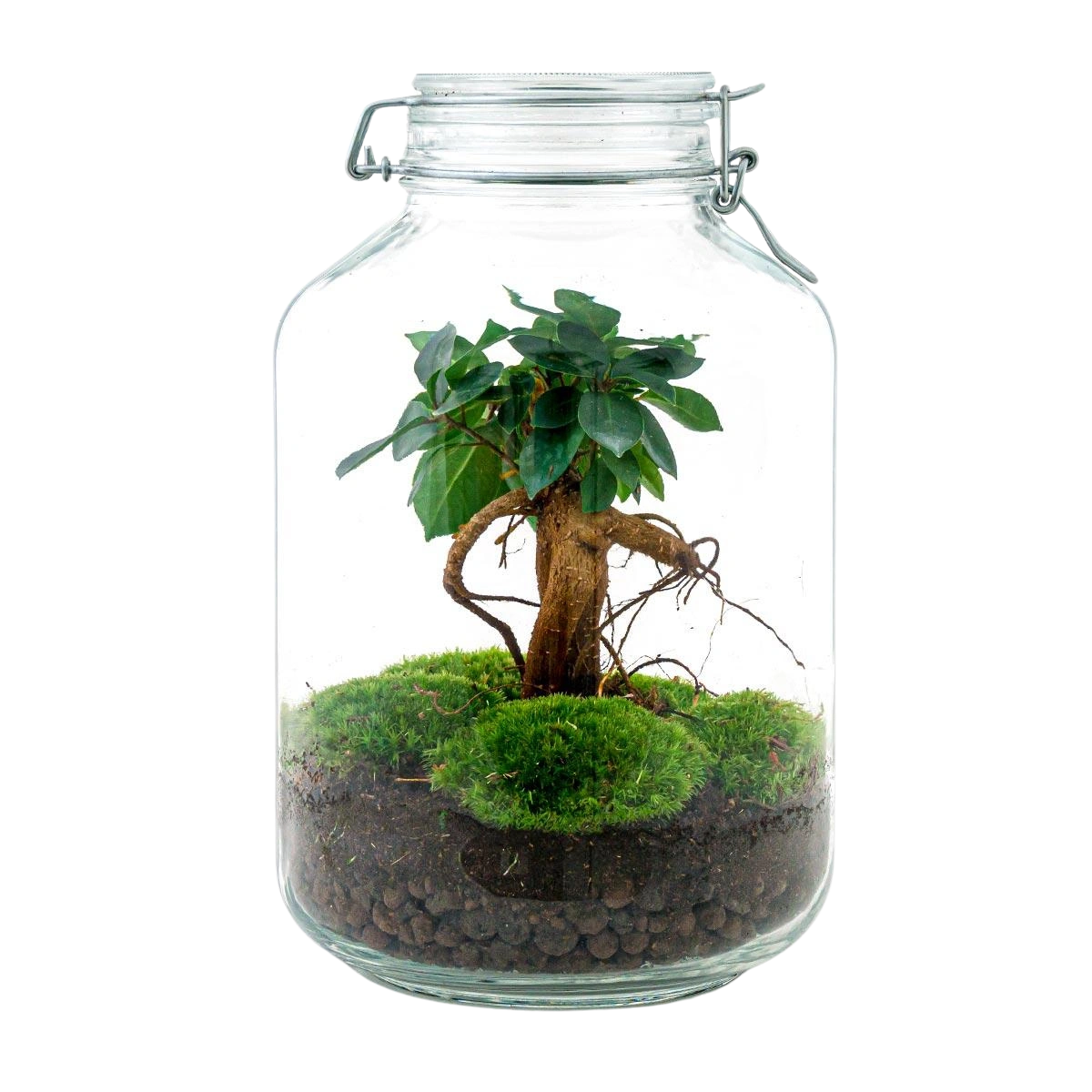 Ficus Ginseng bonsai Terrarium Jar