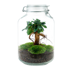 Ficus Ginseng bonsai Terrarium Jar
