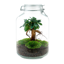 Ficus Ginseng bonsai Terrarium Jar