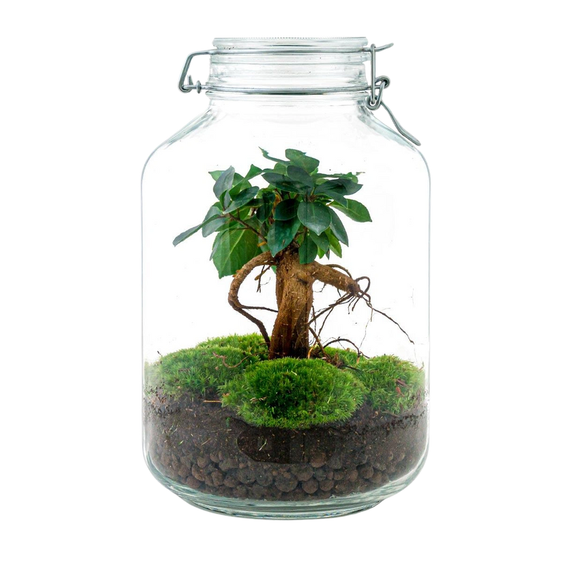 Ficus Ginseng bonsai Terrarium Jar