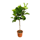 Ficus Lyrata Boom XXL Everspring