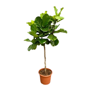 Ficus Lyrata Boom XXL Everspring