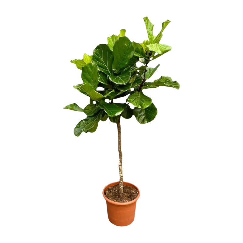 Ficus Lyrata Boom XXL