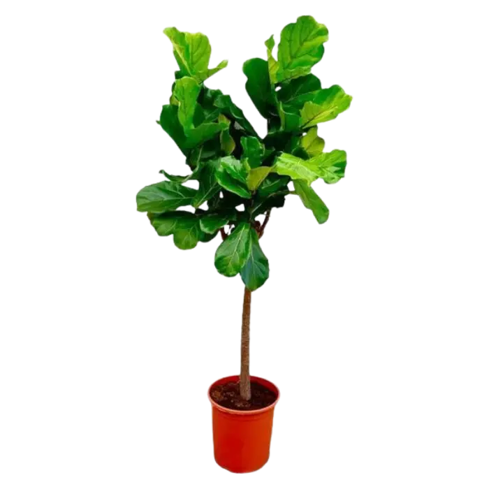 Ficus Lyrata Boom Everspring