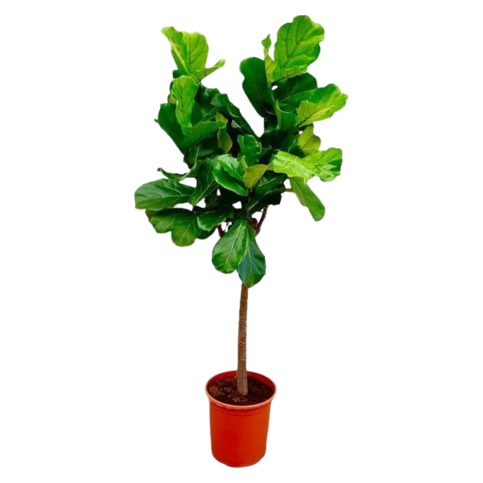 Ficus Lyrata Boom