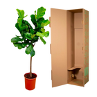 Ficus Lyrata boom