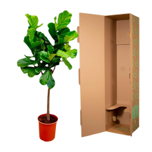 Ficus Lyrata boom