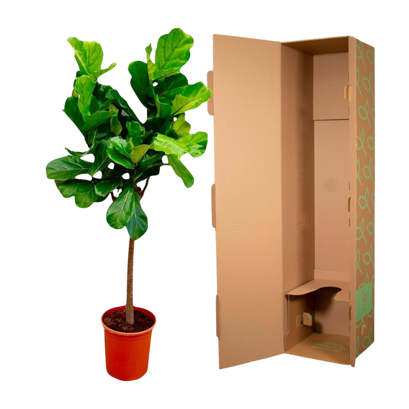 Ficus Lyrata boom