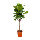 Ficus Lyrata boom