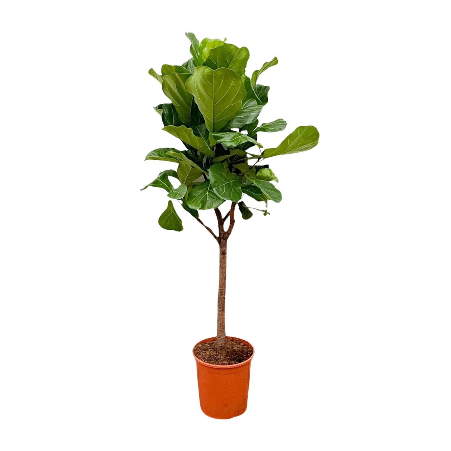 Ficus Lyrata boom