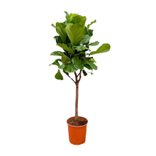 Ficus Lyrata boom