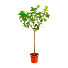 Ficus Lyrata boom
