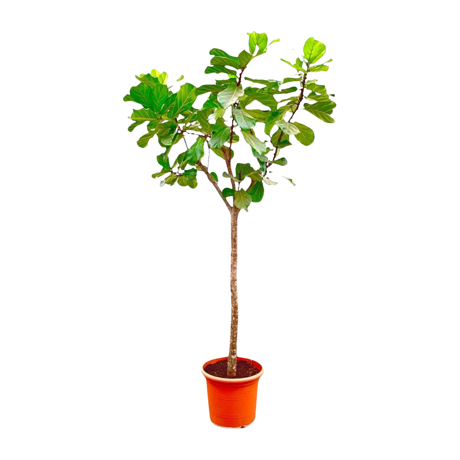 Ficus Lyrata boom