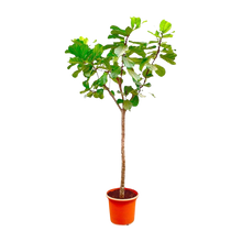 Ficus Lyrata boom