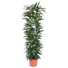 Ficus Alii King zuil