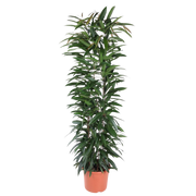 Ficus Alii King zuil