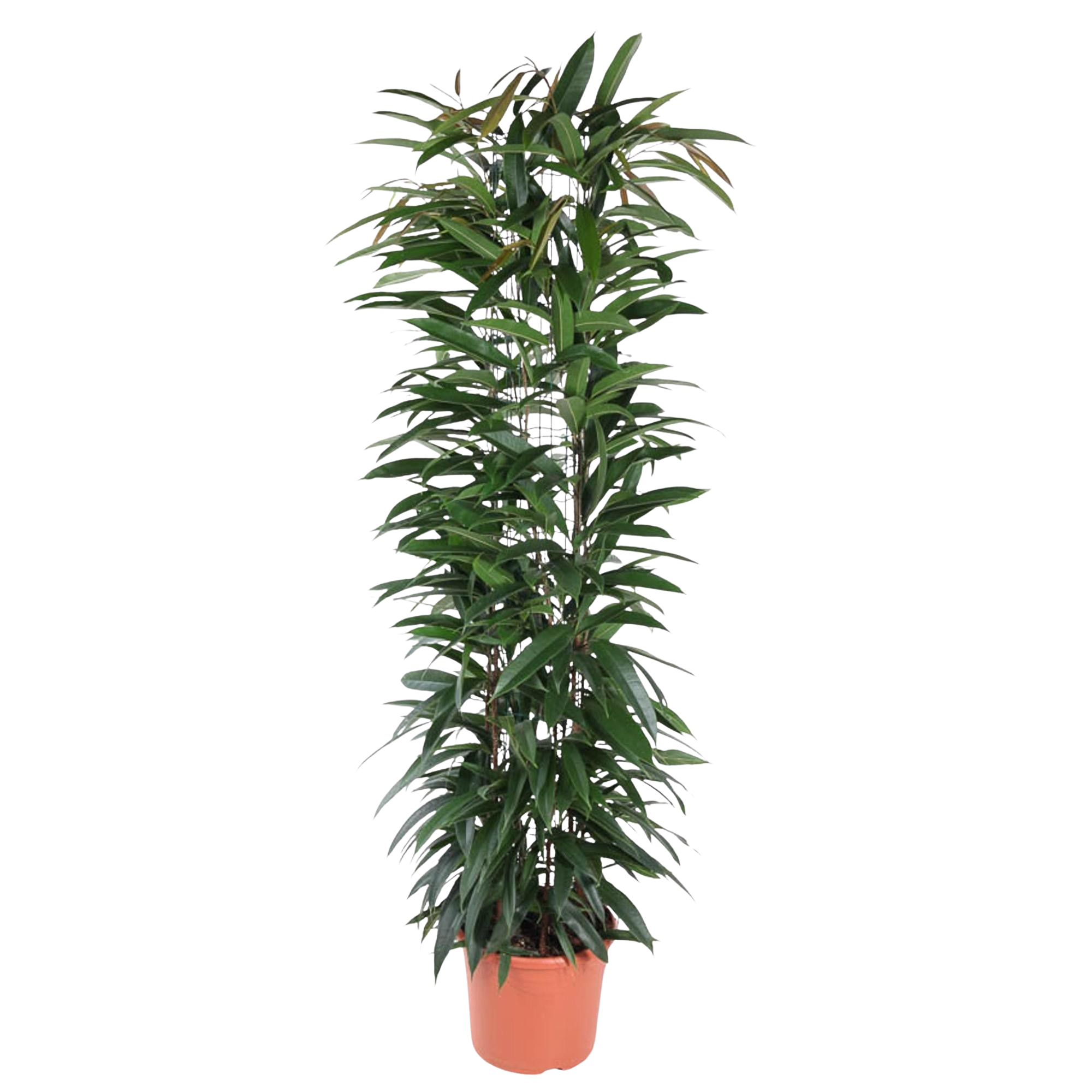 Ficus Alii King zuil