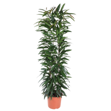 Ficus Alii King zuil
