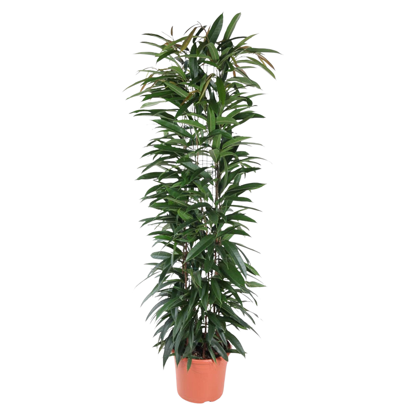 Ficus Alii King zuil