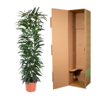 Ficus Alii King zuil