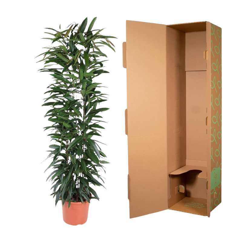 Ficus Alii King zuil
