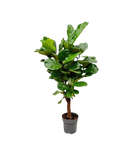 Ficus Lyrata vertakt