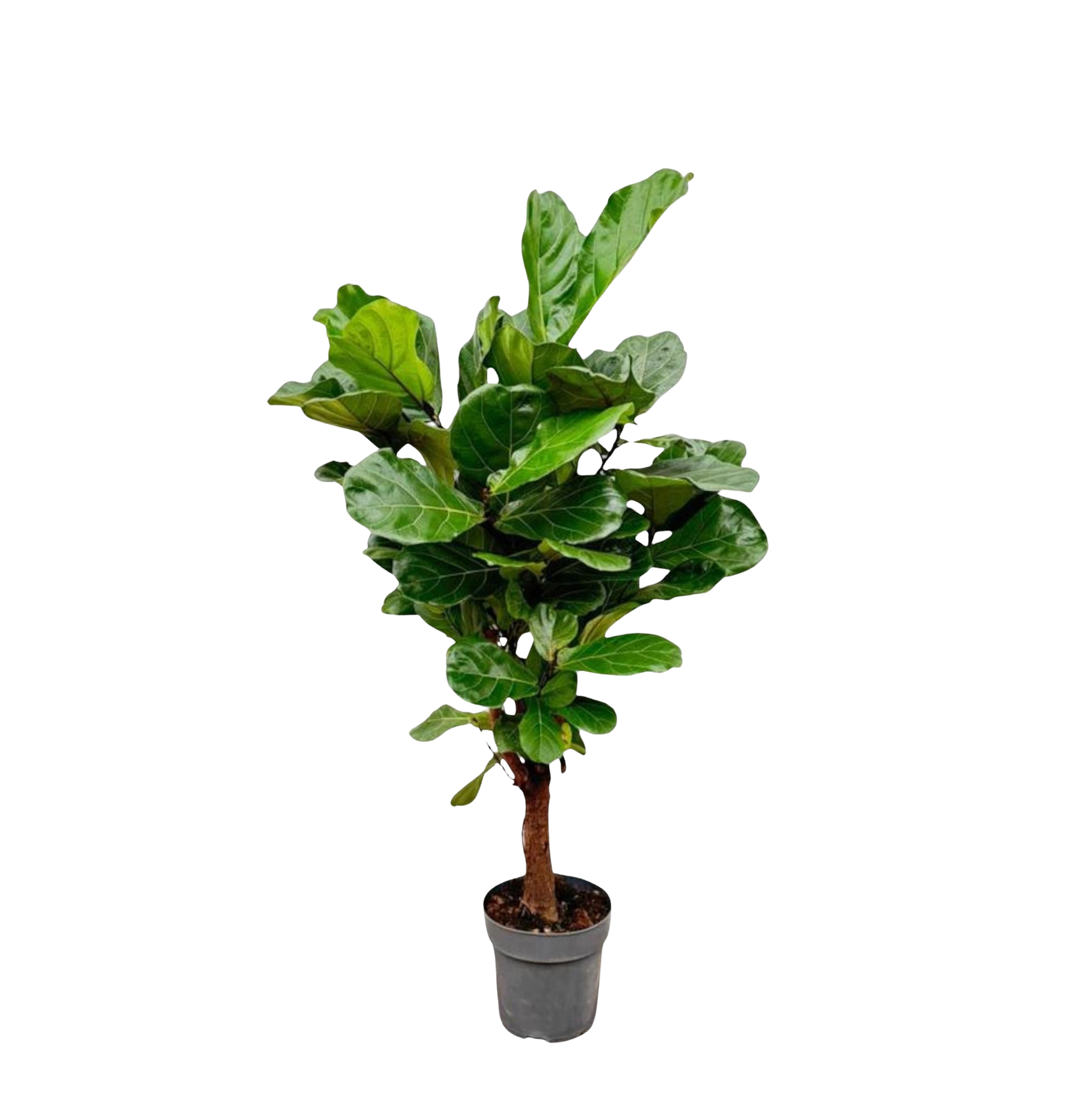 Ficus Lyrata vertakt
