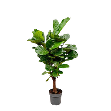 Ficus Lyrata vertakt