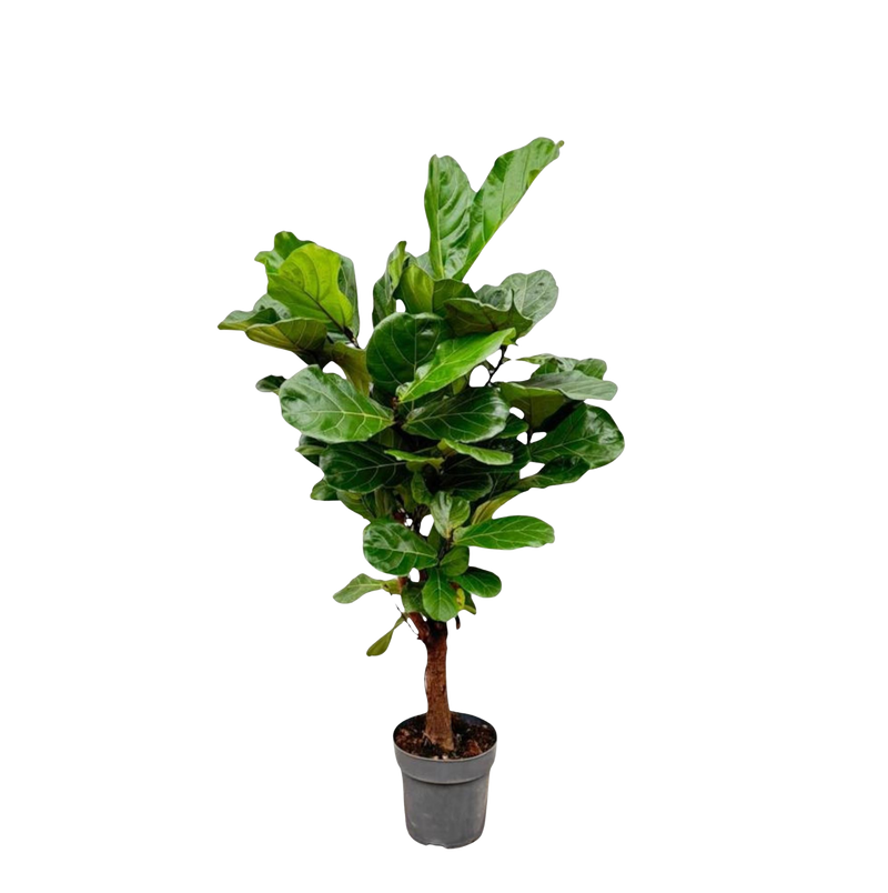 Ficus Lyrata vertakt
