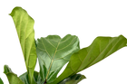 Ficus Lyrata vertakt