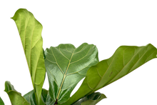 Ficus Lyrata vertakt